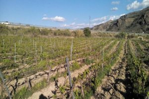 El concurso busca incentivar el cultivo de viñedos en el Valle del Almanzora