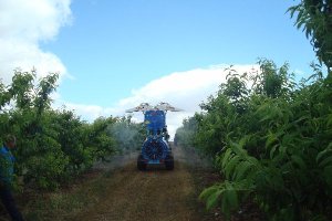 Más de 5.000 hectáreas de cítricos se cultivan bajo métodos de producción integrada en Andalucía.