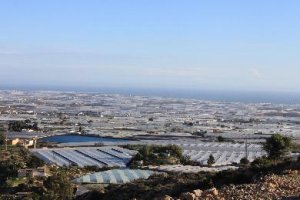 El Ejido sigue siendo el municipio con mayor número de invernaderos.