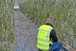 Plantas de tomate arrancadas en el invernadero.
