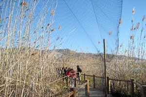 Las actividades se han desarrollado en la Albufera de Adra.