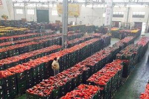 Partidas de pimiento en la nave de subasta de Agrupaejido.