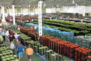 Los precios de los hortalizas almerienses suben en origen.