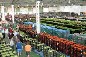 Los precios de los hortalizas almerienses suben en origen