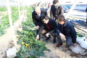  responsables del Partido Popular realizaron un recorrido por los invernaderos afectados por la torm