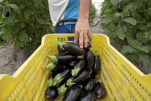 La berenjena cotiza por encim,a del euro el kilo