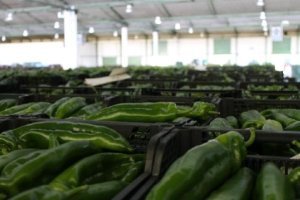 Partida de pimiento italiano en una subasta.