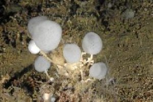 Esponja de cristal descubierta en el Mar de Alborán