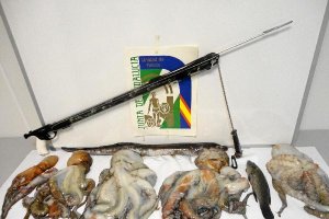 Ejemplares decomisados por la Policía autonómica.