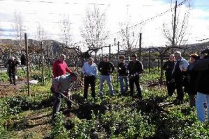 Parral de variedades históricas de uva en Terque