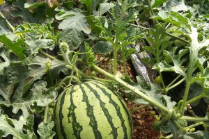 La sandía aumenta su superficie cada año en Almería gracias al cumplimiento de los requisitos de calidad.