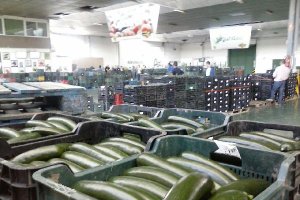 El calabacín se mantiene con precios cercanos al euro el kilo.