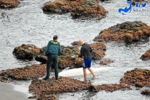 Calderón gris varado entre rocas en Genoveses.