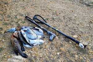 Pescado y fusil subacuático decomisado por los agentes.