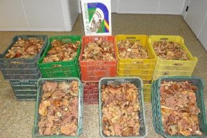 Cajas con los níscalos decomisados en la zona de Sierra Nevada.