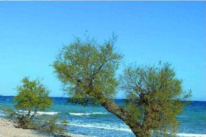 En total son cuatro ejemplares los incluidos en el Catálogo.