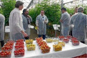 Las casas de semillas han innovado en este tipo de productos.