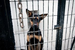 Uno de los perros en el Centro Zoosanitario de Almería.