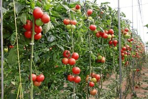 Producción de tomate almeriense