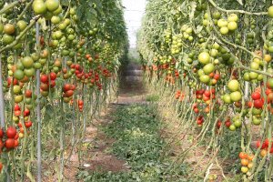 Explotación de tomate en un invernadero de El Ejido.