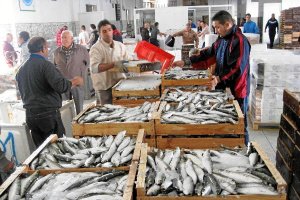 Pescado fresco en la lonja de Adra