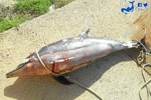 Se trata de un delfín joven, de 1,40 metros de longitud.