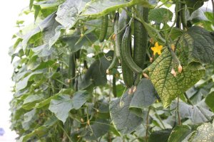 Cultivo de pepino.
