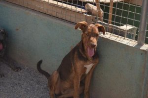 Olivia, uno de los animales que esperan una adopción.