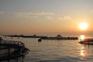 Jaulas  donde las doradas y lubinas del grupo Culmárex son criadas bajo la normativa ecológica en la