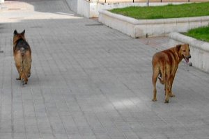 Perro callejeros en una foto de archivo