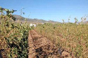 Los viñedos han tenido este año su peor vendimia
