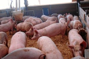 Explatación porcina.