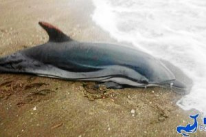 Ejemplar de delfín listado varado ayer en la playa.
