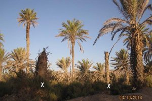 Las palmeras de la zona afectada lucen tal y como se ve en la imagen.