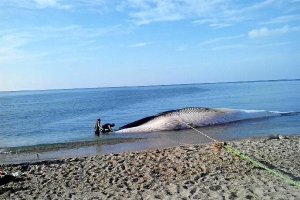 Dos voluntarios de Equinac, junto con la ballena varada en la playa de Torregarcía, en el término mu