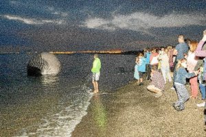 Imagen de la ballena, ya en la orilla.