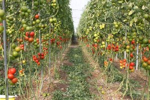 Cultivo de tomates.