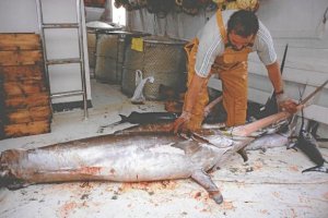 Un pescador de Carboneras con un pez espada a bordo