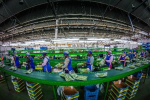 Almacén de manipulado de Costa de Almería.