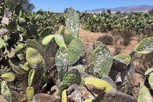 Chumbera almeriense afectada por la plaga de la cochinilla