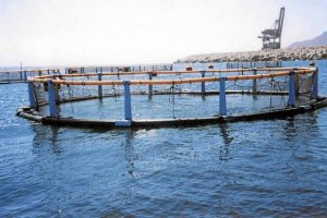 Piscifactoría de Carboneras