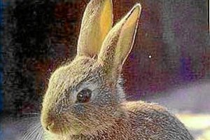 Un conejito