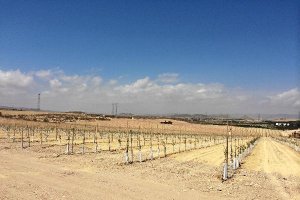 Plantones de miles de olivos junto a Valle del Este de Vera