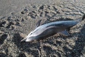 El delfín muerto (Foto de Equinac) 