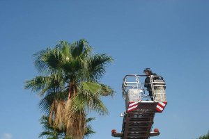 Un bombero rescata a un gato de una palmera.