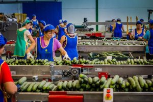 Almacén de manipulado de calabacín en Costa de Almería.