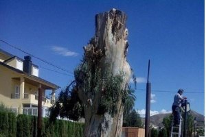 Uno de los árboles podados en Cantoria.