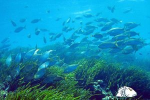 Especies que se encuentran en el fondo de la Isla de San Andrés. A la derecha, Emilio Rios y el exte