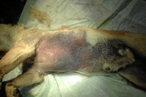 Moratón del abdomen reventado del pobre animal