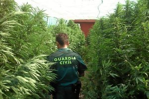 Cultivo de marihuana en Dalías.